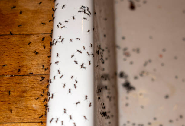 Best Best Pest Control Companies  in Fort Mill, SC